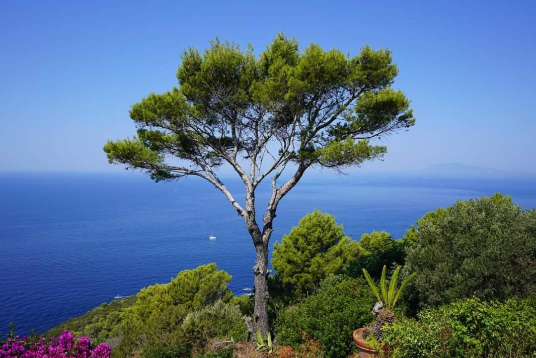Bed and Breakfast Bb La Guardiia Anacapri  Exteriér fotografie